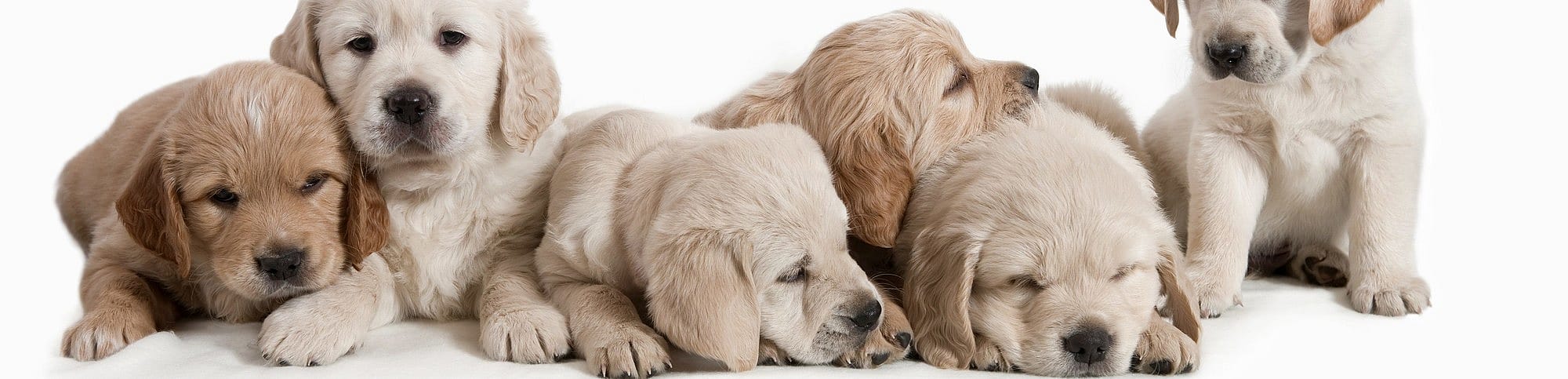 Fokken met kortsnuitige honden