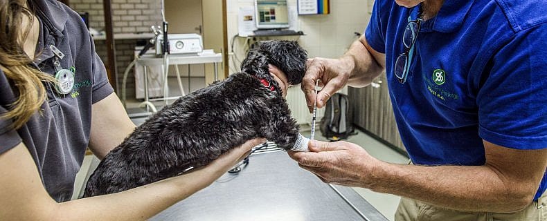 Wat te doen bij een alvleesklierontsteking hond kat?
