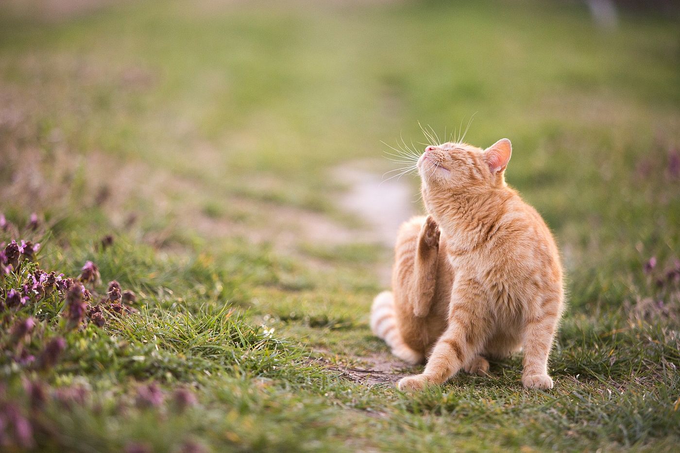 Hoe komt mijn kat van die vlooien af?