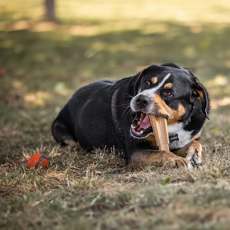hond, speeltje, touw, kauw, bal