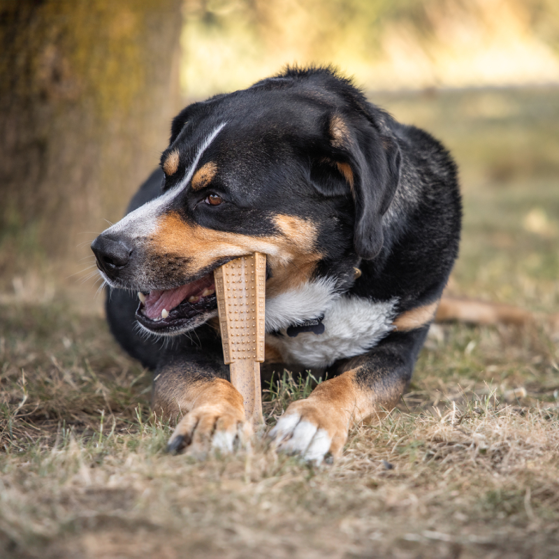 hond, kauwbot, kauwstuk, tandenspel, speelgoed