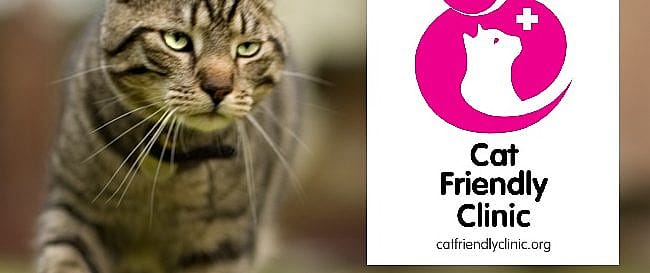Nierfalen kat