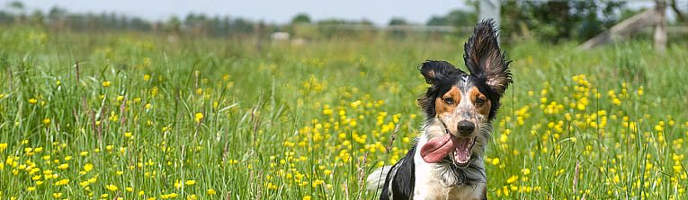 Blaasgruis en blaasstenen hond