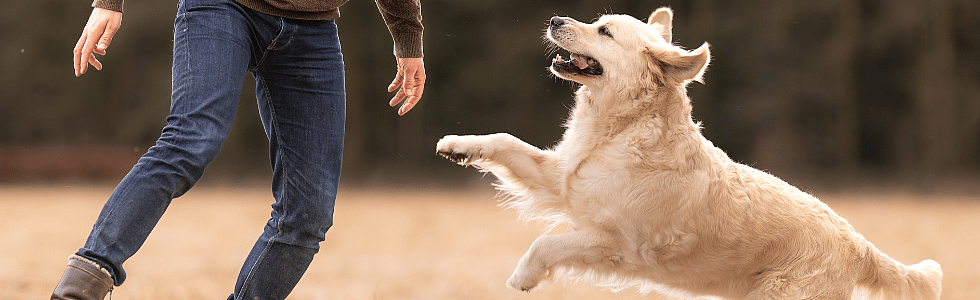 Gewrichtsstijfheid en pijn bij hond en kat in de winter