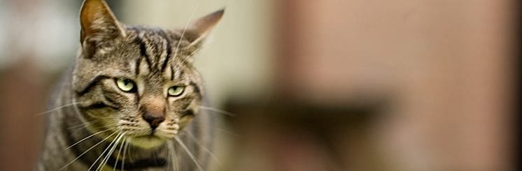 Hoe denken katten?
