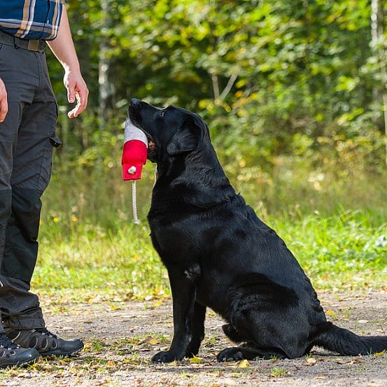 Waarom labradors altijd honger hebben
