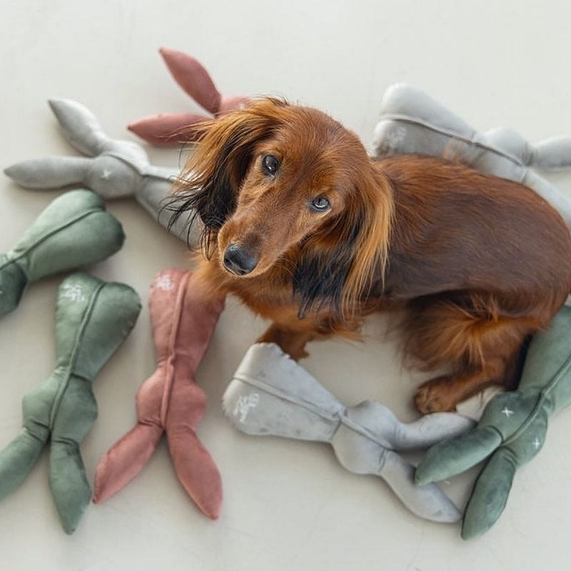hond, hondenspeelgoed, dassen, donkerbruin, kaleidoscoop-gebedsvlees