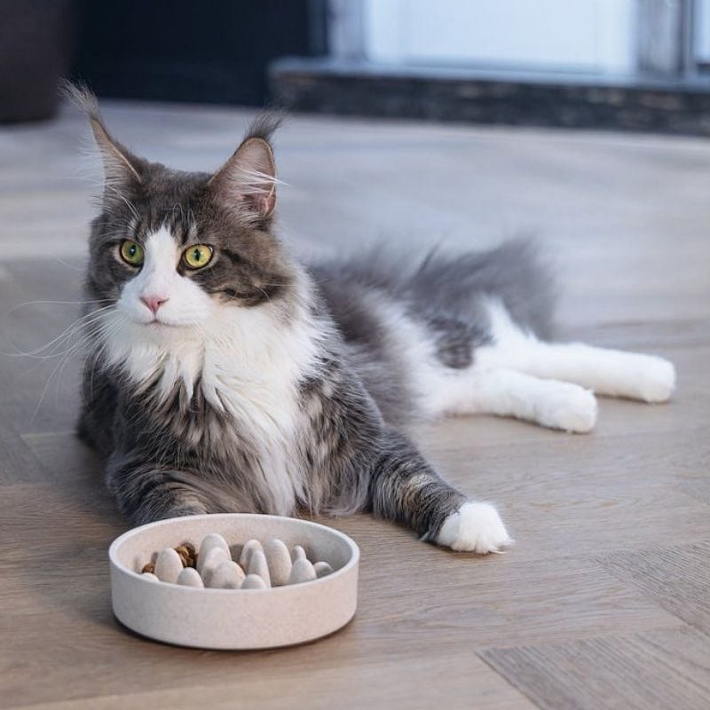 kat, huisdier, kattenvoer, kattengerecht, poes