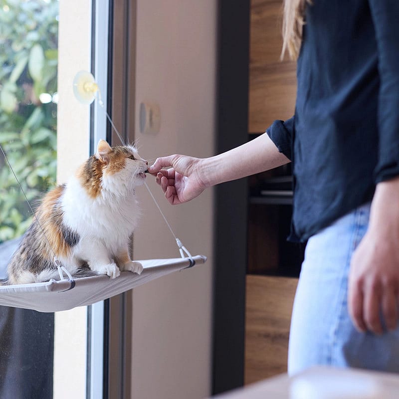 kat, kat, huisdier, kattenhangmat