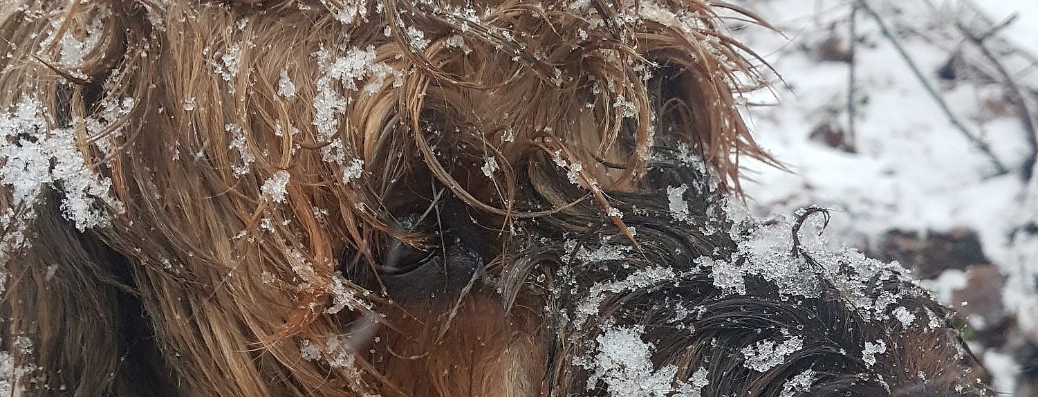 Dier in de kou in de winter