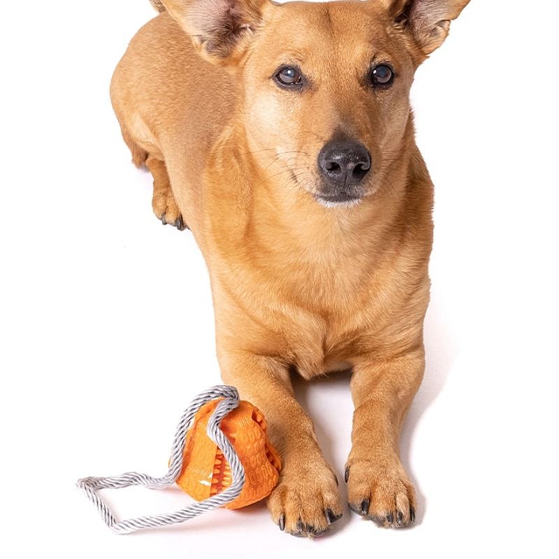 hond, kleine hond, oranje, speelgoed, touw
