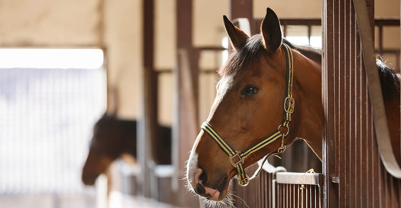 Astma, COPD en dampigheid bij het paard