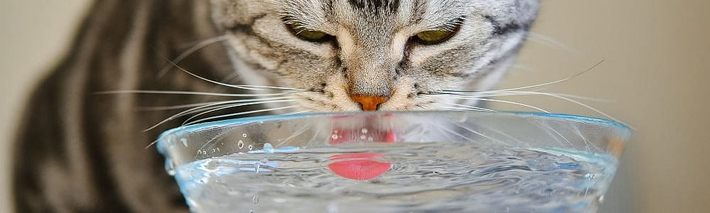 Hoe laat u uw kat meer drinken?