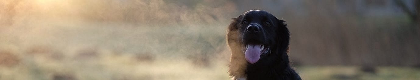 Heeft het enten van honden zin?