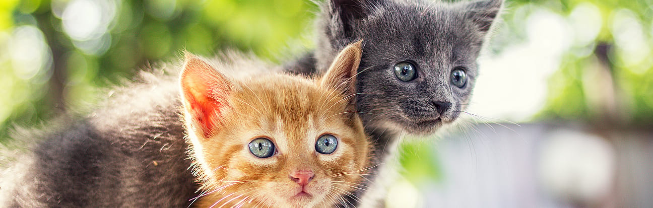 Feline Chronic Gingivitis-Stomatitis complex (FCGS) kat