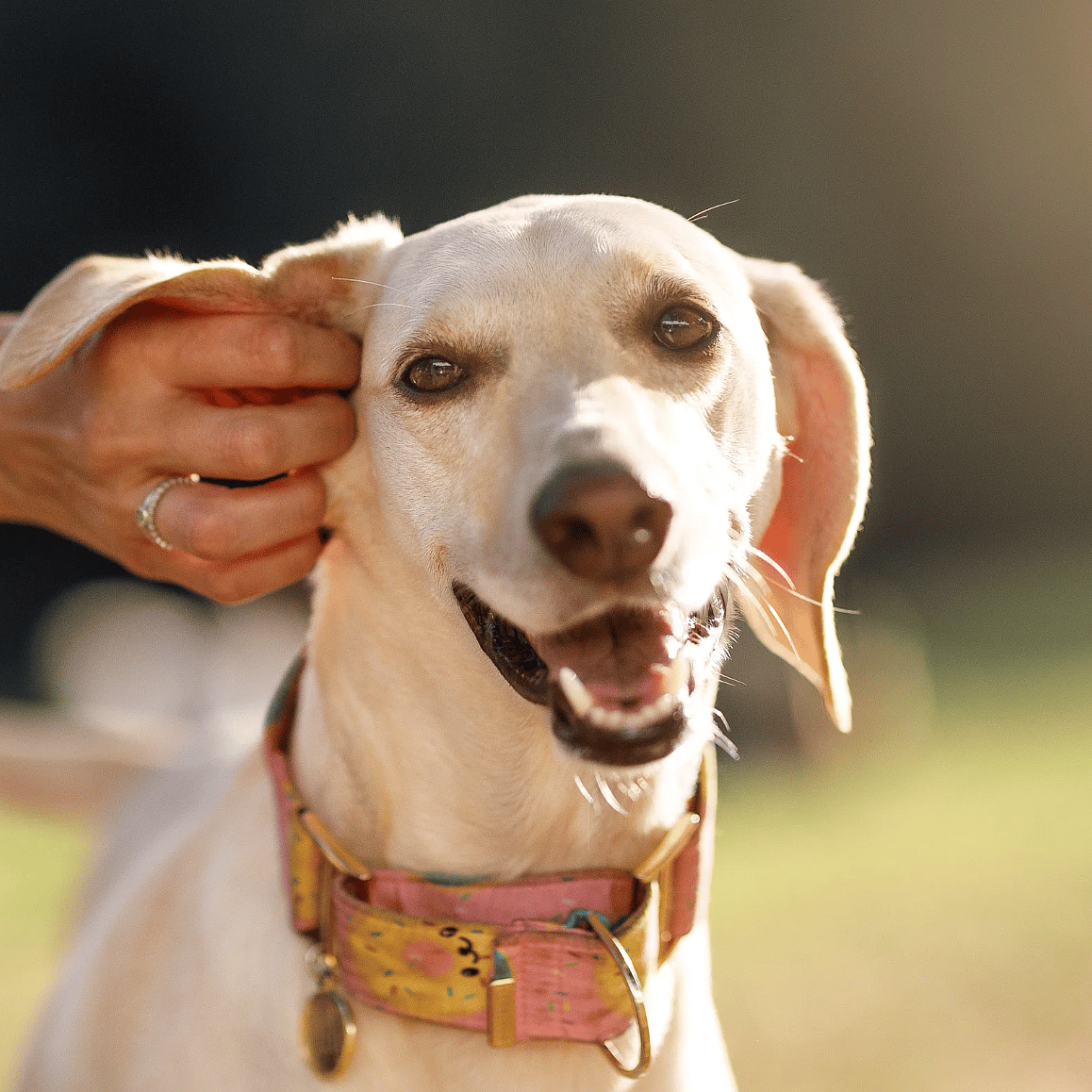 Wat is een gistoorontsteking bij honden?