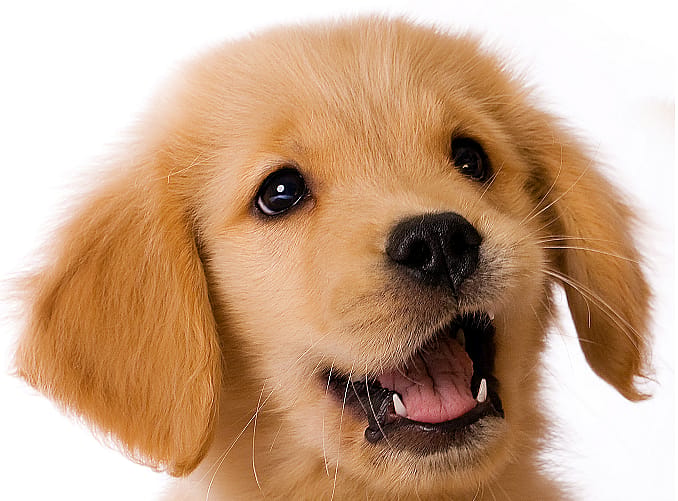 Gezondheidscontrole pup