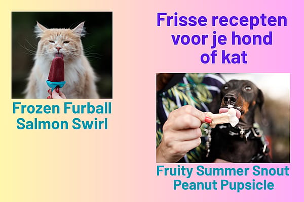 Zelf honden- of kattenijsjes maken? Probeer deze frisse recepten voor IJsjesdag!