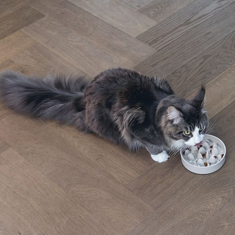 kat, huisdier, kattenvoer, tiffany, dierverzorging