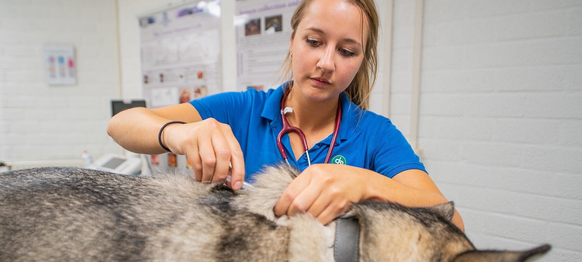 Castratie van uw dier met 1 prik