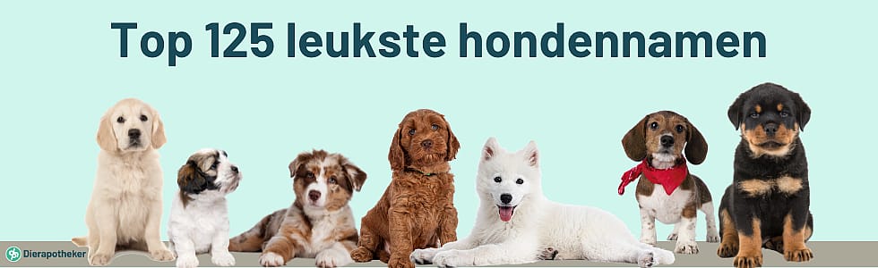 Wat zijn nu de leukste hondennamen?