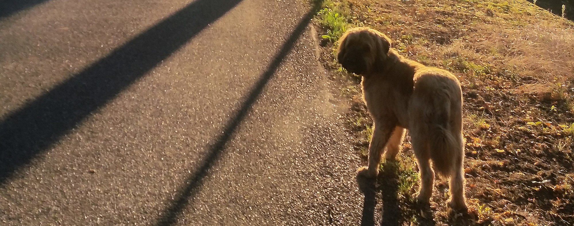 Poep eten hond