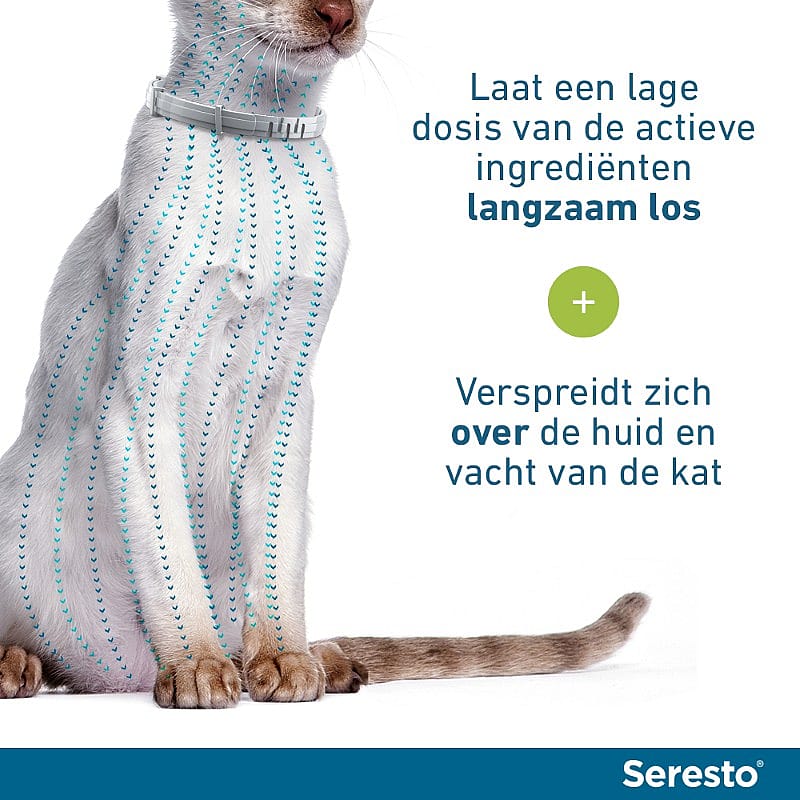 kat, kattentraining, halsband, lint, poep, metalen ring