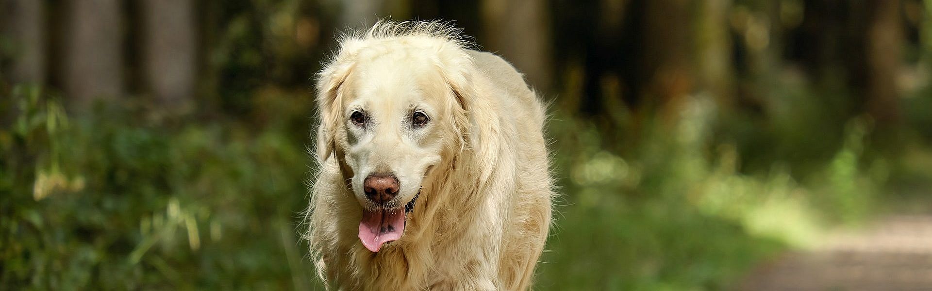 Eikenprocessierups gevaarlijk voor hond en paard: symptomen en wat te doen