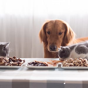 Voedselovergevoeligheid bij hond en kat