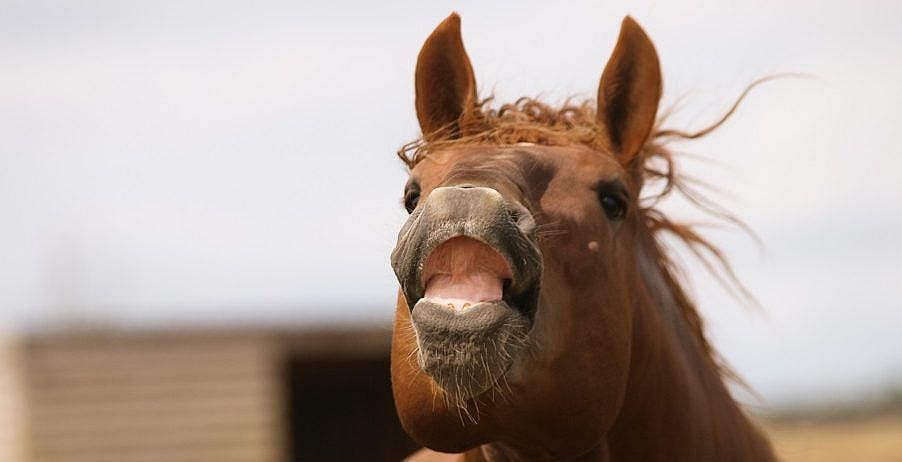 Hoofdschudden bij het paard