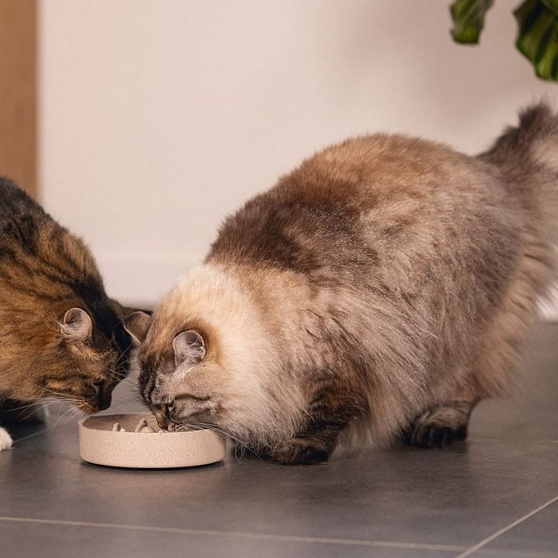kat, kittens, voerbak, huisdier, poes