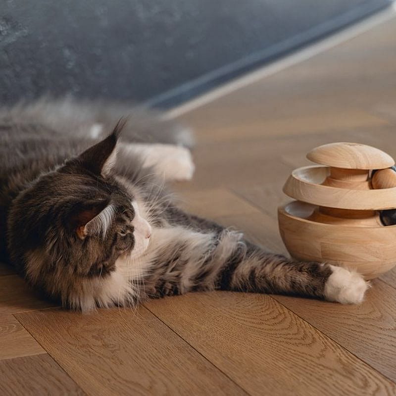 kat, kinal, pluche, houten speelbal, speelgoed voor katten