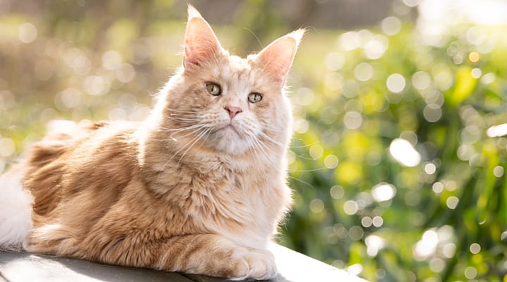 Dier, Kat, Manx, Huisdier, Kitten