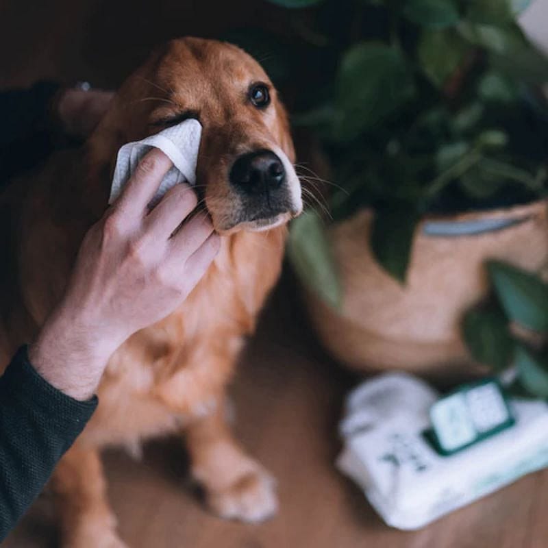 Beco BAMBOO Dog Wipes Hond