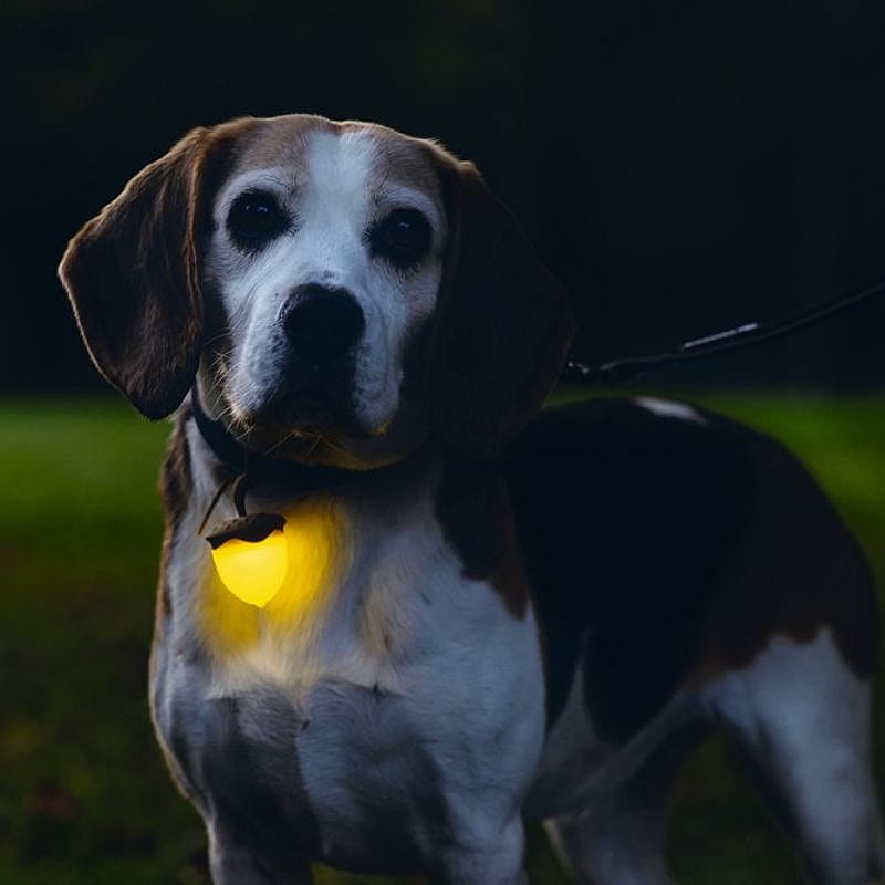 Beeztees Safety Eikel Hondenlamp