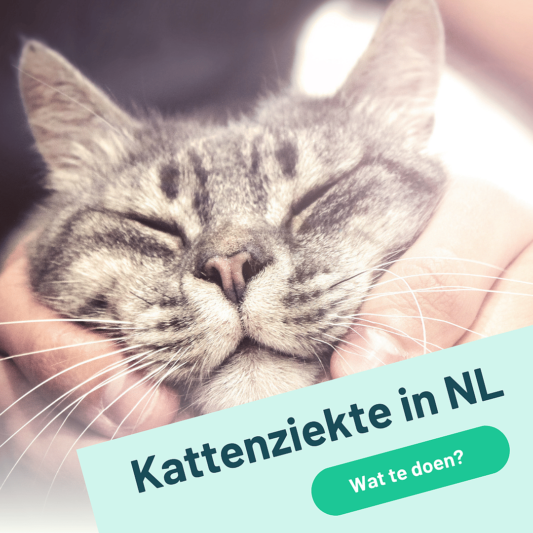 Katten dood door kattenziekte