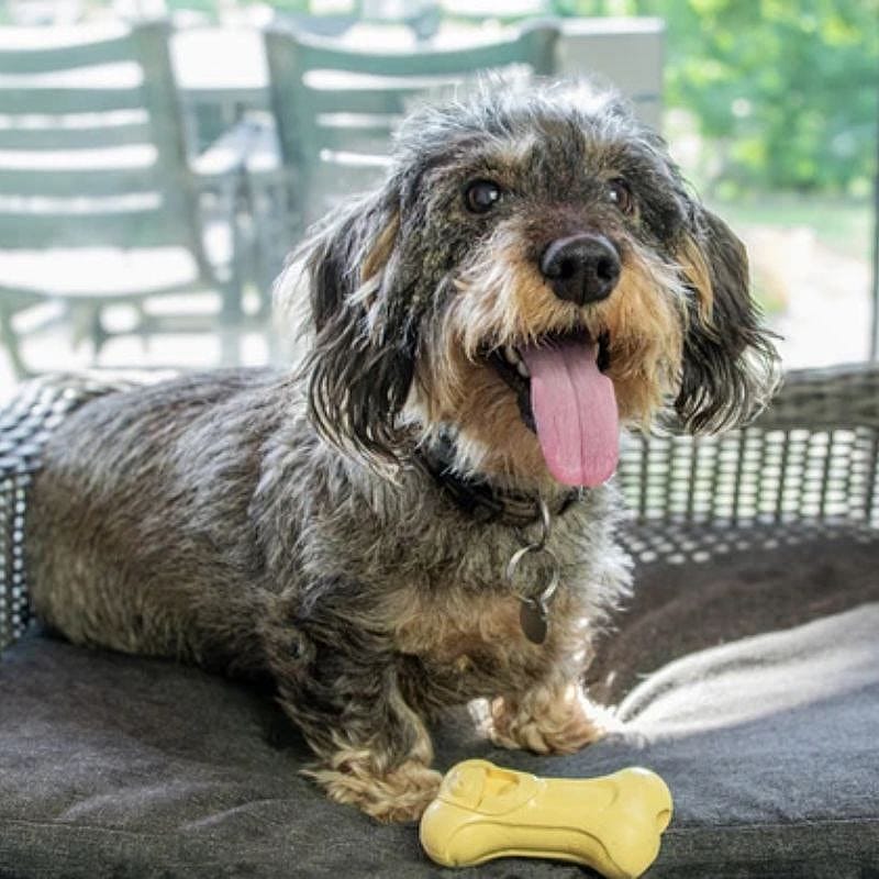 Moodies, natuurlijke rubberen kauwbotten met geurtjes Hond Geel