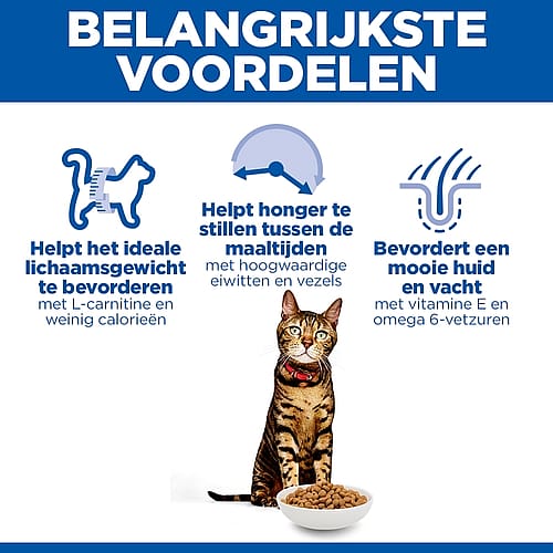 kat, kattenvoer, voerbak, bord met kattenvoer, voedingsadvies