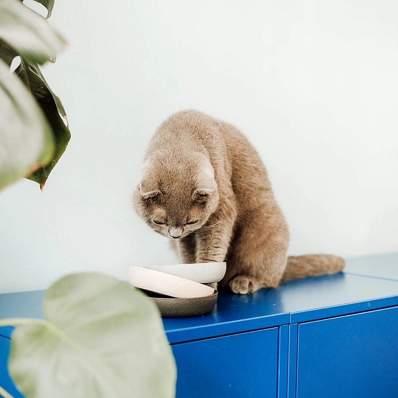 District 70 BAMBOO Stijlvolle Voerbak Kat Merengue