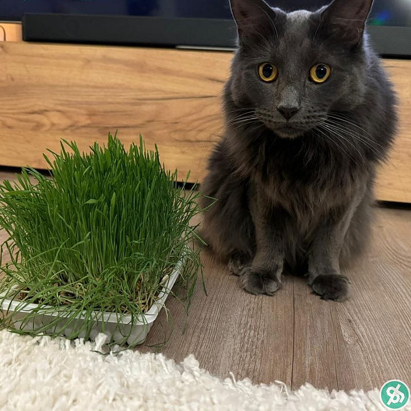 Trixie Kattengras Kweekbakje 100 gram Kat