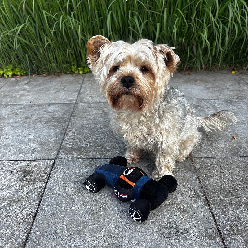 Beeztees Raceauto Go Pluche Hond