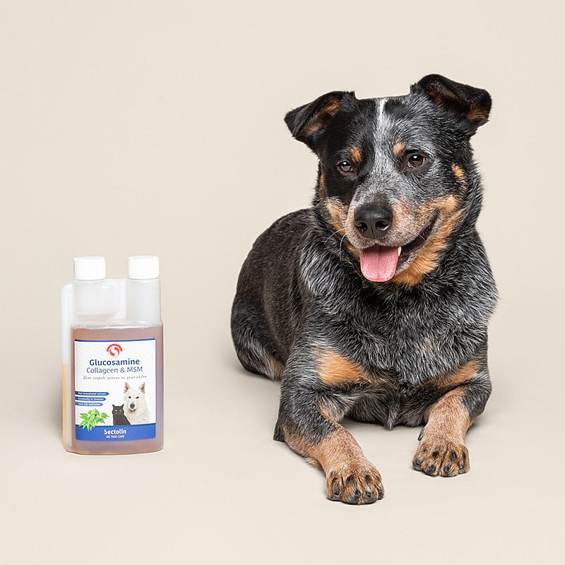 Sectolin Glucosamine, Collageen & MSM Gewrichten Hond 500 ml