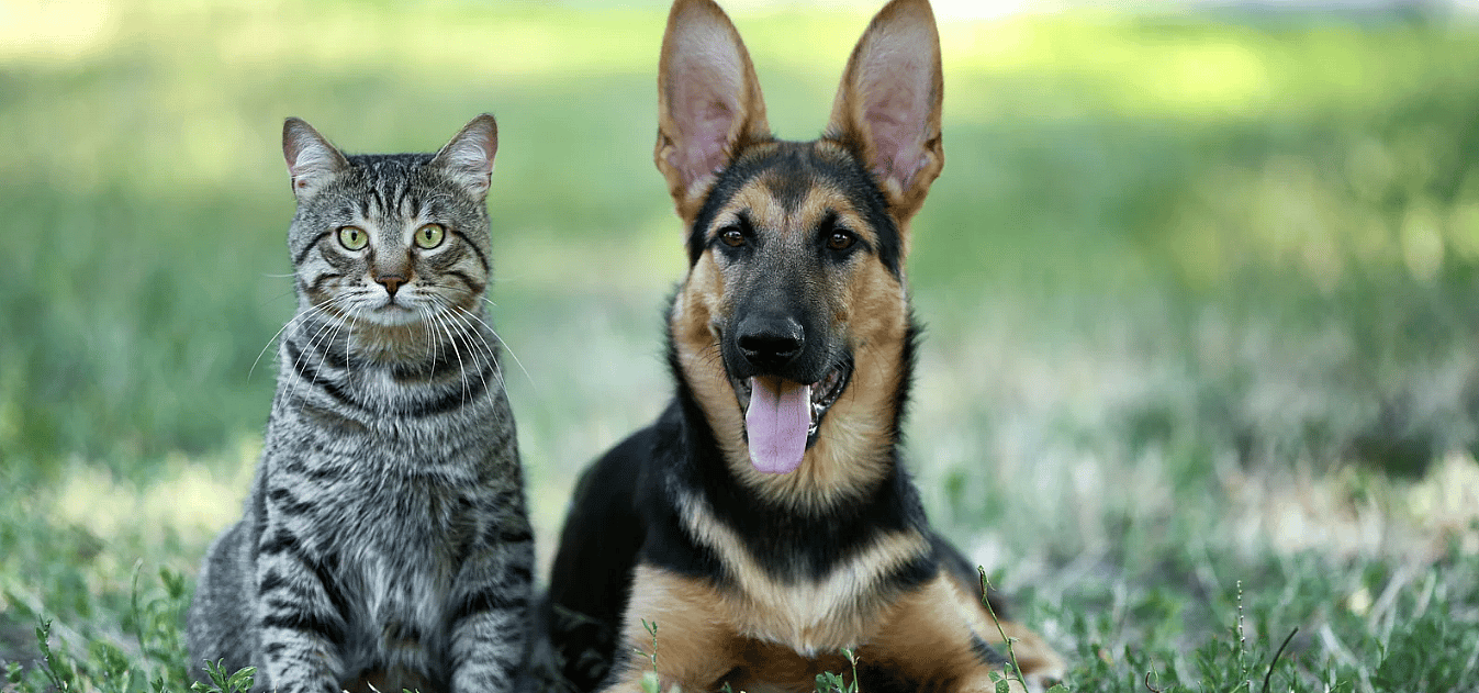 berenklauw-gevaar-hond-kat