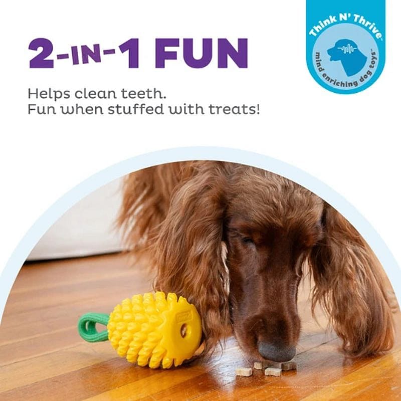Outward Dental Pineapple Hond