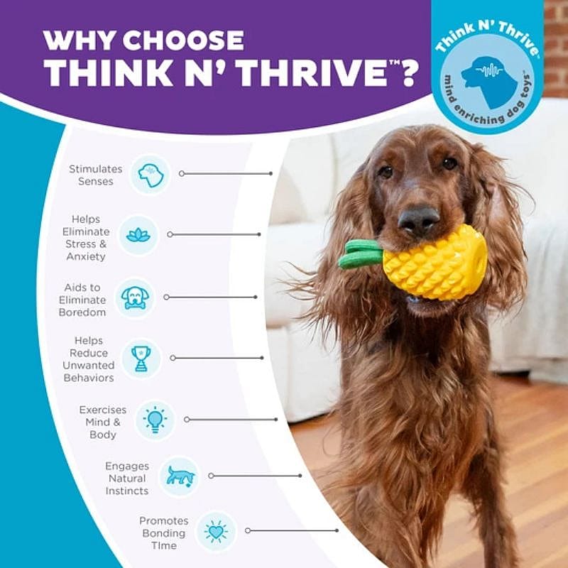 Outward Dental Pineapple Hond