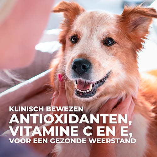 Hill's Science Plan Adult Medium No Grain Hondenvoer met kip 2.5 kg