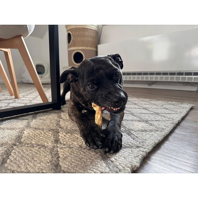 Dierapotheker Konijnenoren Snack Hond 300 gram