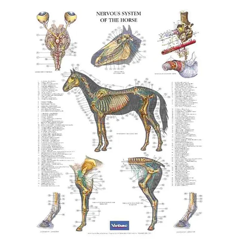 Anatomische Posterset Paard 5 stuks compleet Persoon
