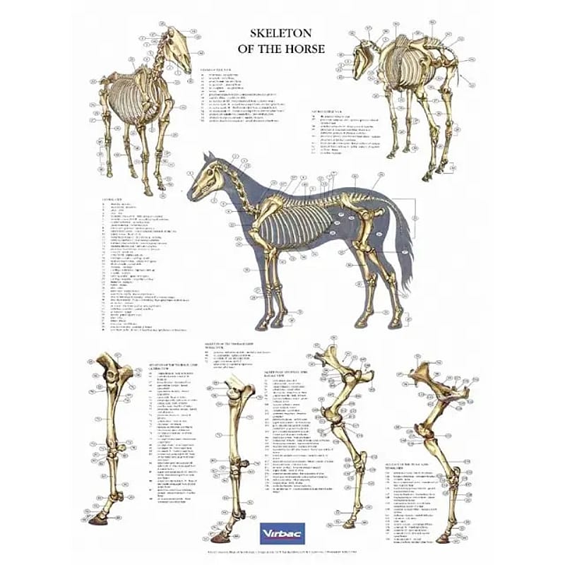 Anatomische Posterset Paard 5 stuks compleet