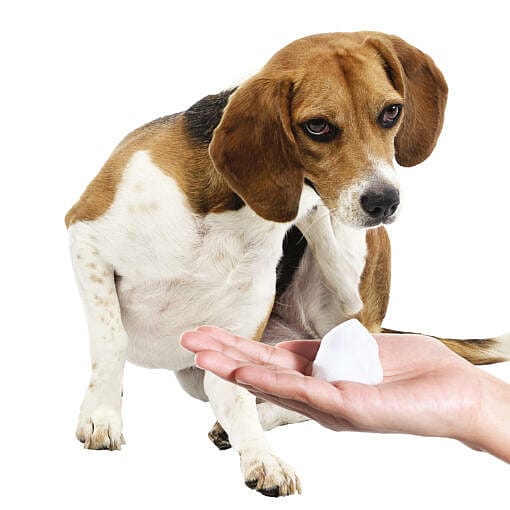 Maxani Regular Mousse Hond Kat 150 ml